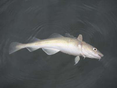 Fisk i vand