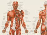 Plakat med menneskets muskler
