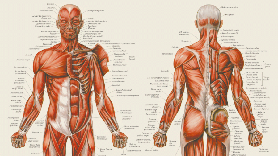 Plakat med menneskets muskler